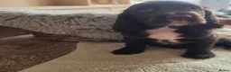 Cocker Spaniel dogs for sale: Rare coloured working type cocker spaniels! - Advert 7