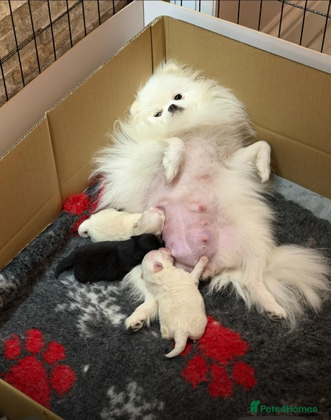 Pomeranian dogs for sale: Stunning Pomeranian Pups  in Wickford - Advert 2