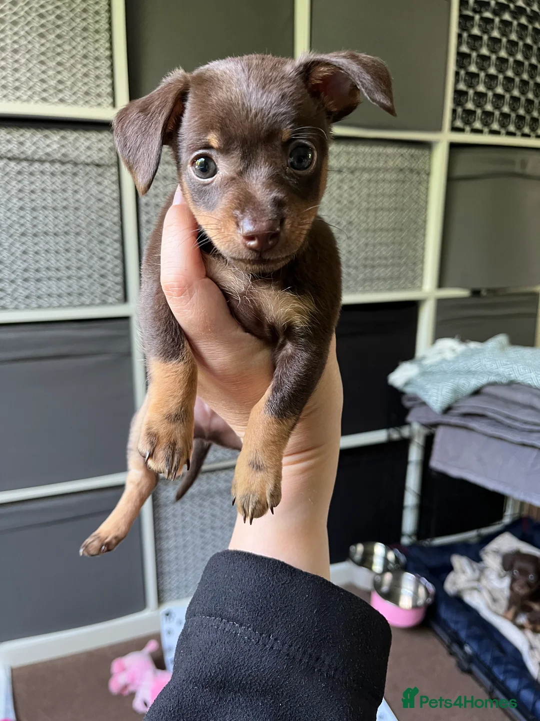 Mixed Breed dogs for sale: Russian Toy cross Miniature Dachshund Puppies in Nottingham - Advert 2