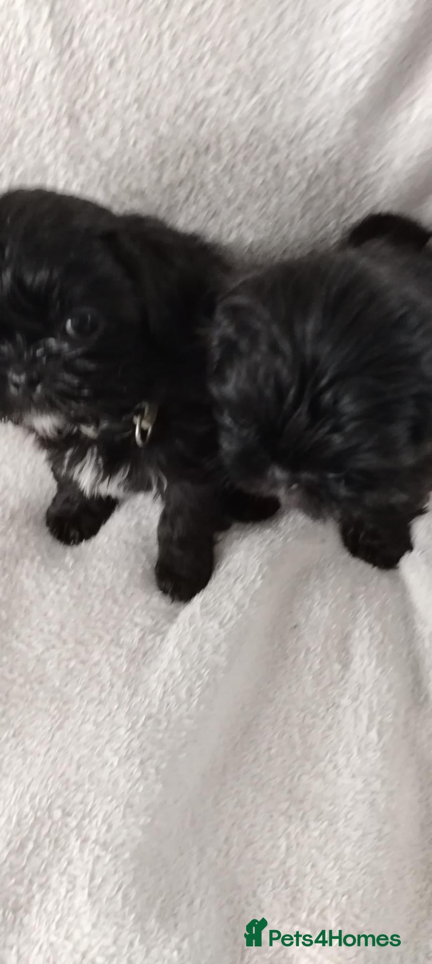 Shih Tzu dogs Shiz tzu pups - Advert 15