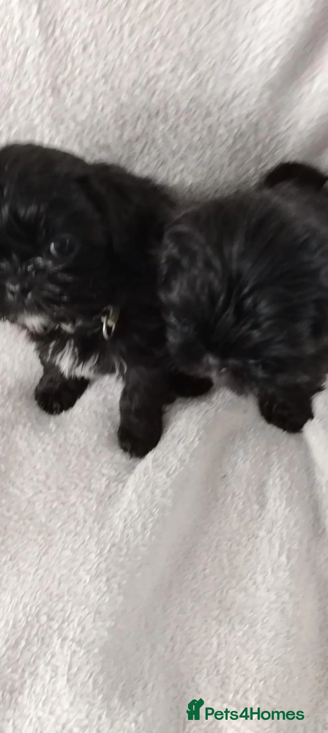 Shih Tzu dogs for sale: Shiz tzu pups - Advert 1