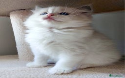 Ragdoll cats for sale: Ragdoll Kitten for Sale – Meet Sky 💙🐾 - Image 7