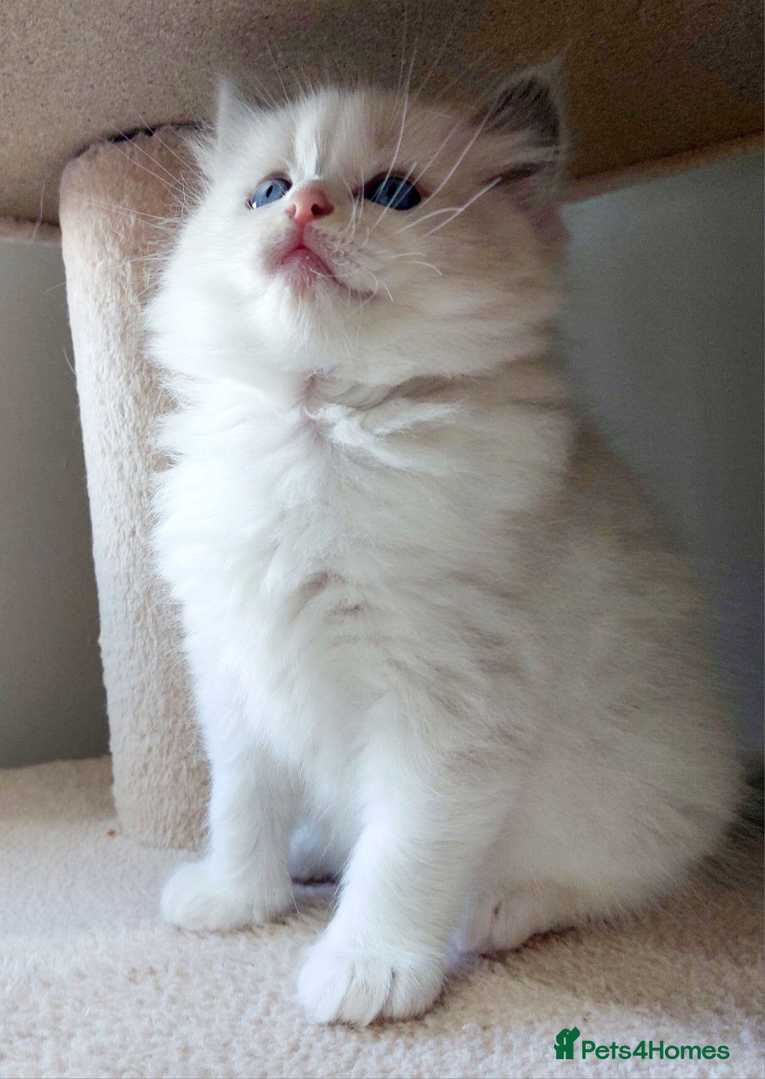 Ragdoll cats for sale: Ragdoll Kitten for Sale – Meet Sky 💙🐾 - Image 7