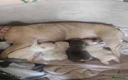 French Bulldog dogs for sale: Beautiful Pink, blue and tan and merl Frenchies - Image 6