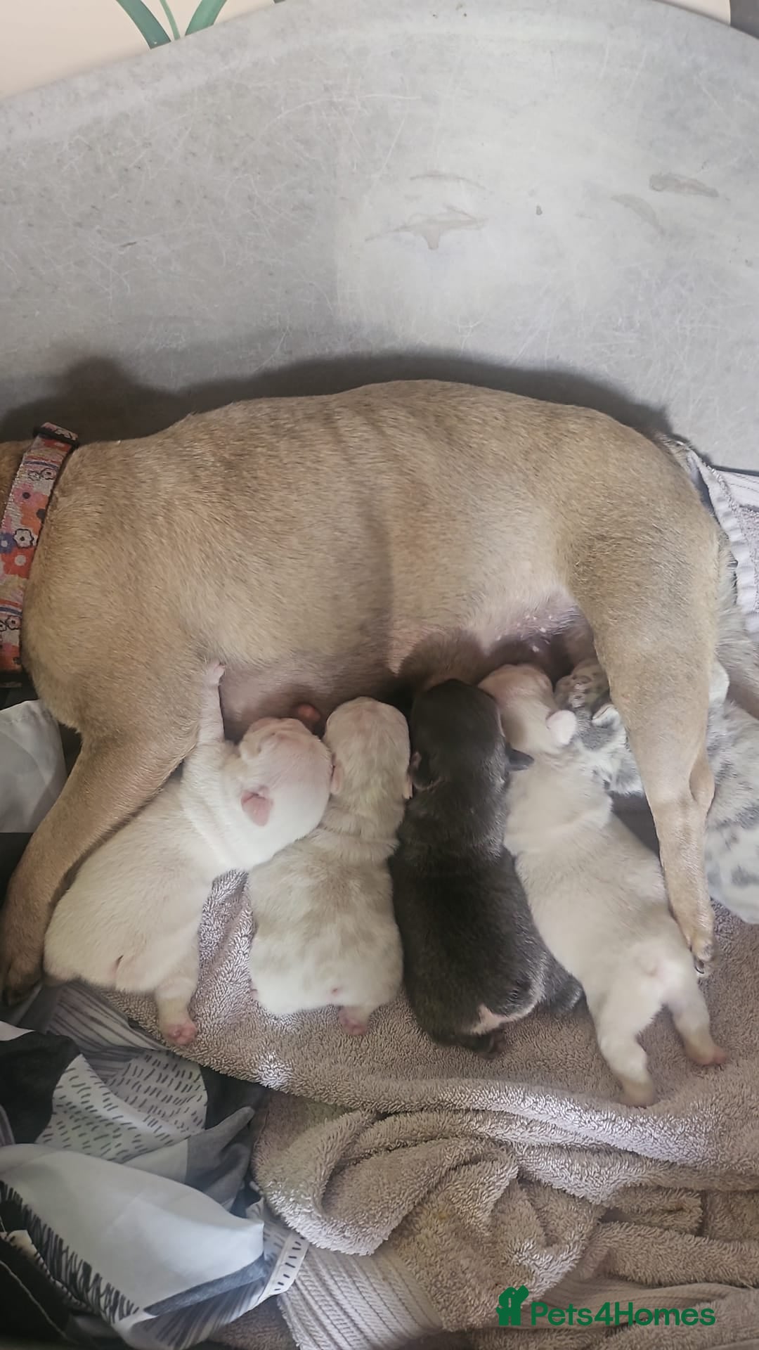 French Bulldog dogs for sale: Beautiful Pink, blue and tan and merl Frenchies - Image 6