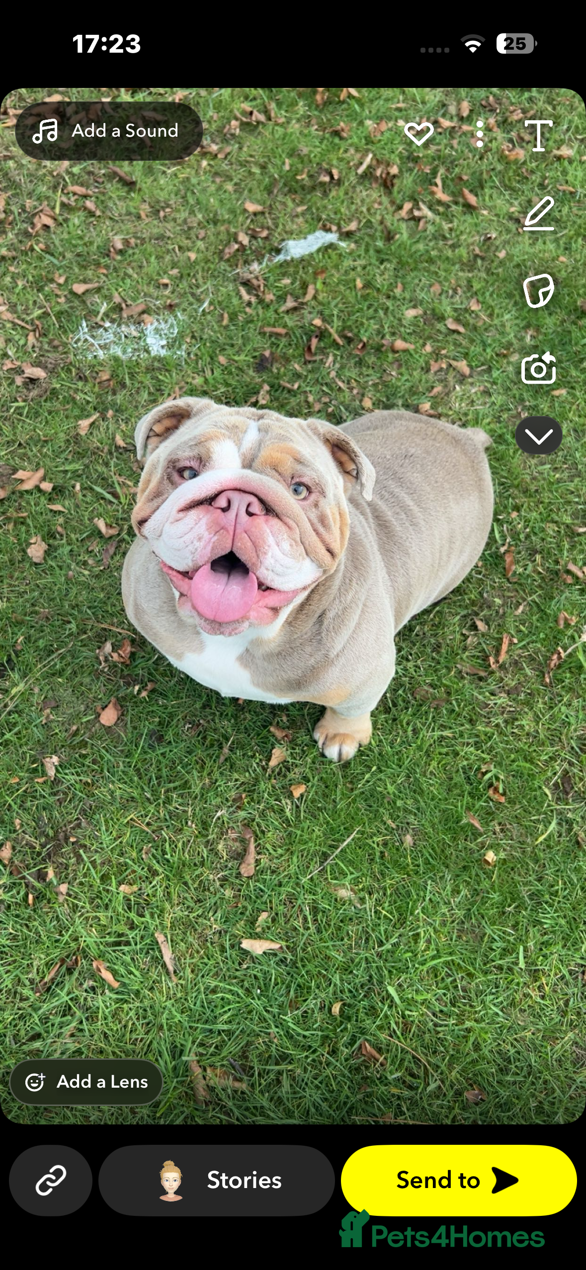 English Bulldog dogs English bulldogs  - Advert 1