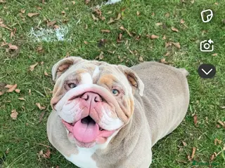 English Bulldog dogs English bulldogs - Advert 4