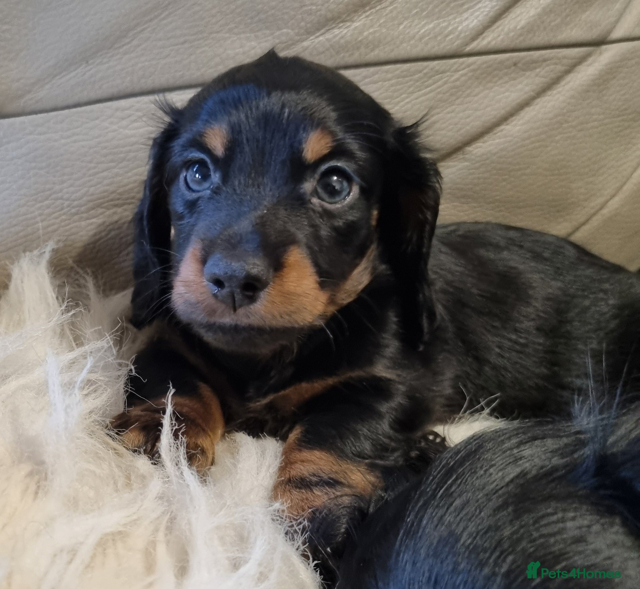 Miniature Dachshund dogs 🐾💙KC Long Haired Little Boy 💙🐾  - Advert 2