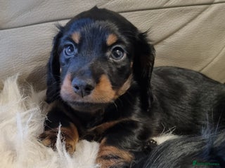 Miniature Dachshund dogs 🐾💙KC Long Haired Little Boy 💙🐾 - Advert 2