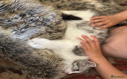 Siberian cats for sale: TICA Hypoallergenic Siberian Kittens family raised - Image 12