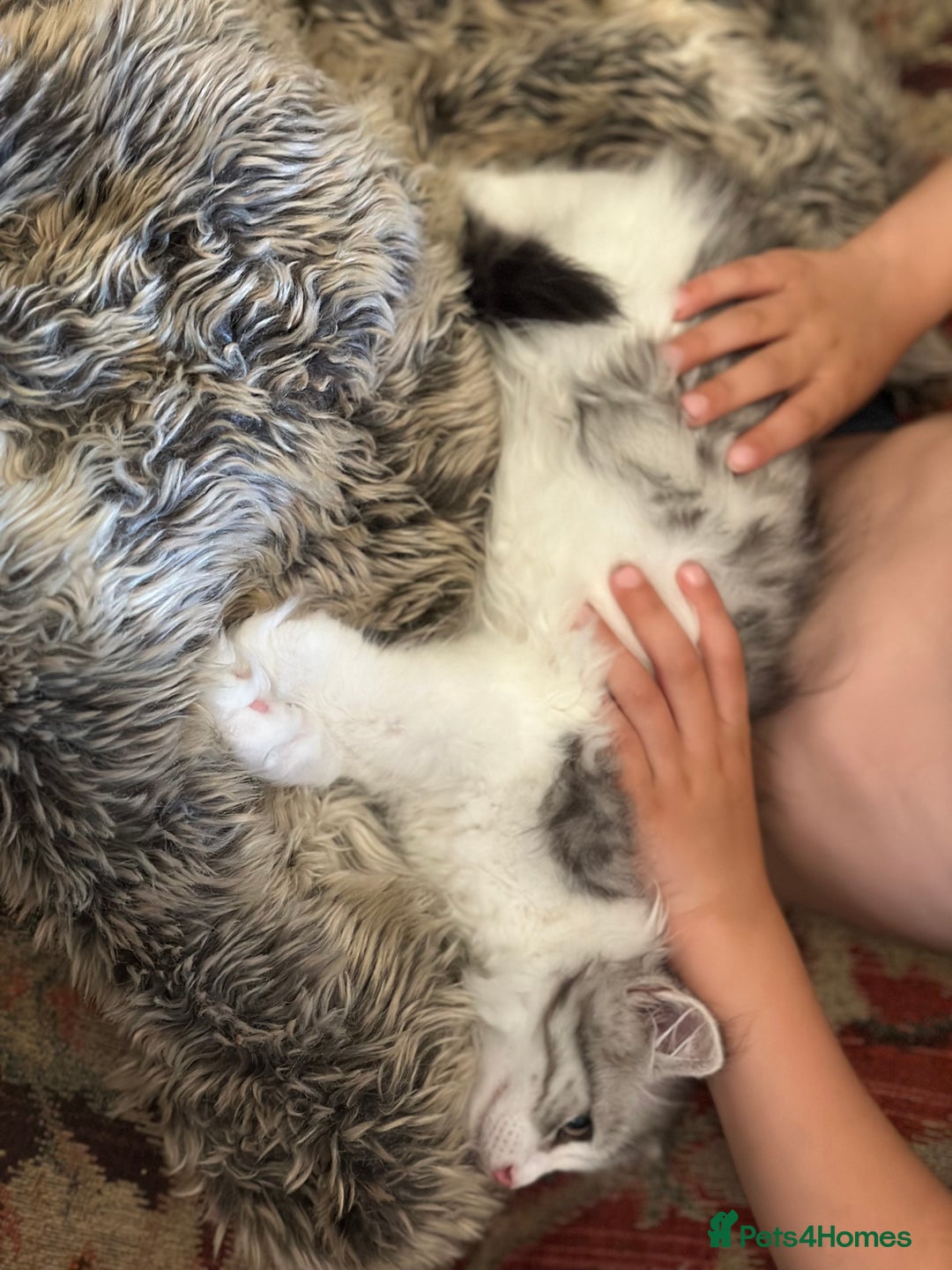 Siberian cats for sale: TICA Hypoallergenic Siberian Kittens family raised - Image 12