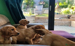 Labrador Retriever dogs for sale: KC Reg Fox-red Lab puppies, working type - Image 20