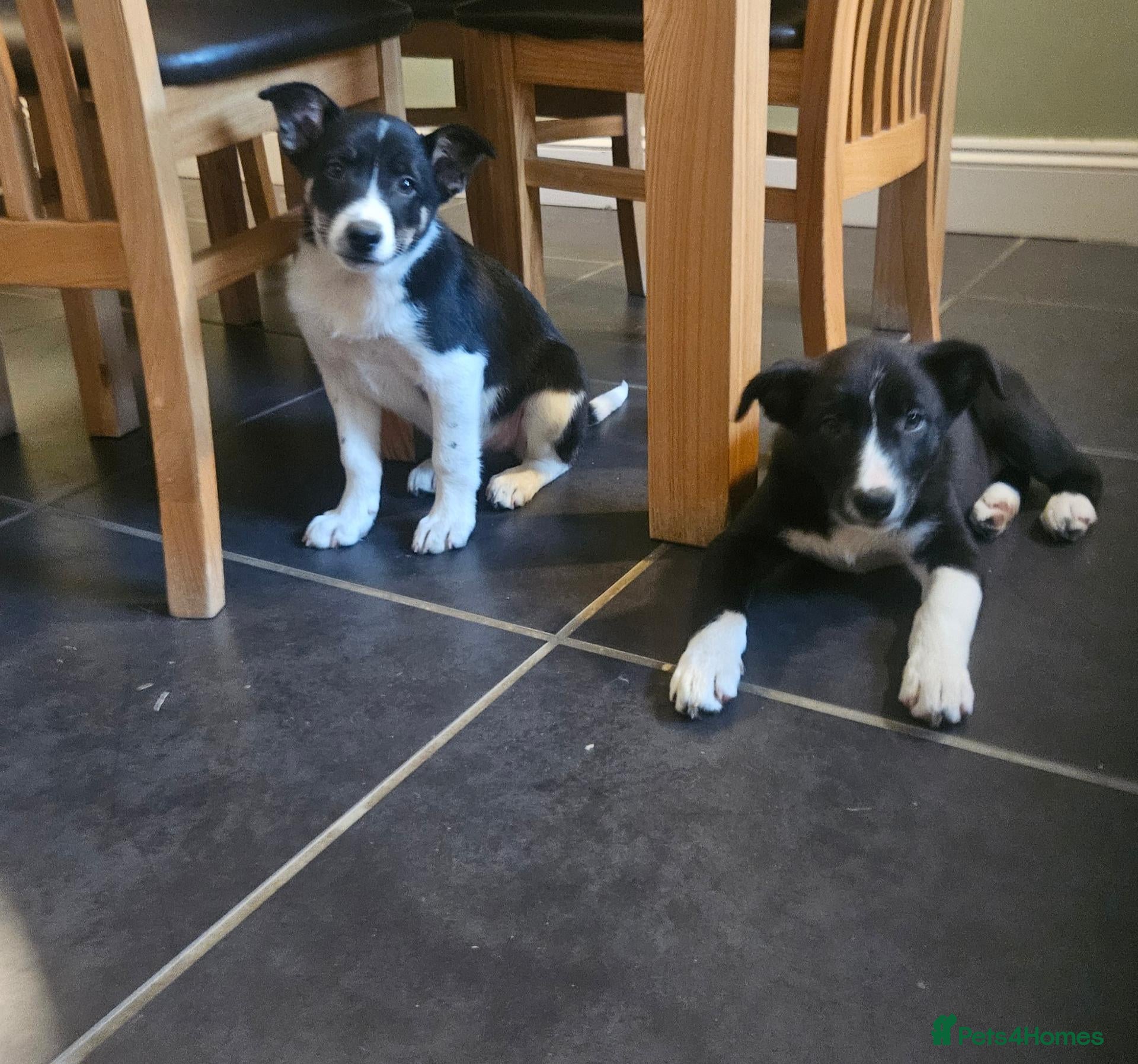 Border Collie dogs Beautiful Border Collie Pups for sale - Advert 1