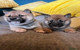 Japanese Shiba Inu dogs for sale: K.C reg Japanese Shiba Inu Puppies - Image 5