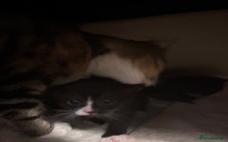 Domestic Shorthair cats for sale: beautiful kittens looking for their forever home - Image 8