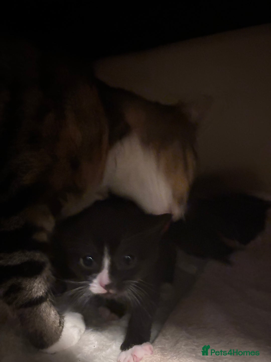 Domestic Shorthair cats for sale: beautiful kittens looking for their forever home - Image 8