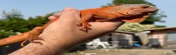 Iguana reptiles for sale: Iguana T Abino  - Advert 6