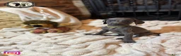 Weimaraner dogs for sale: 🐾KC Registered Blue & Silver Weimaraner Puppies🐾 - Advert 16