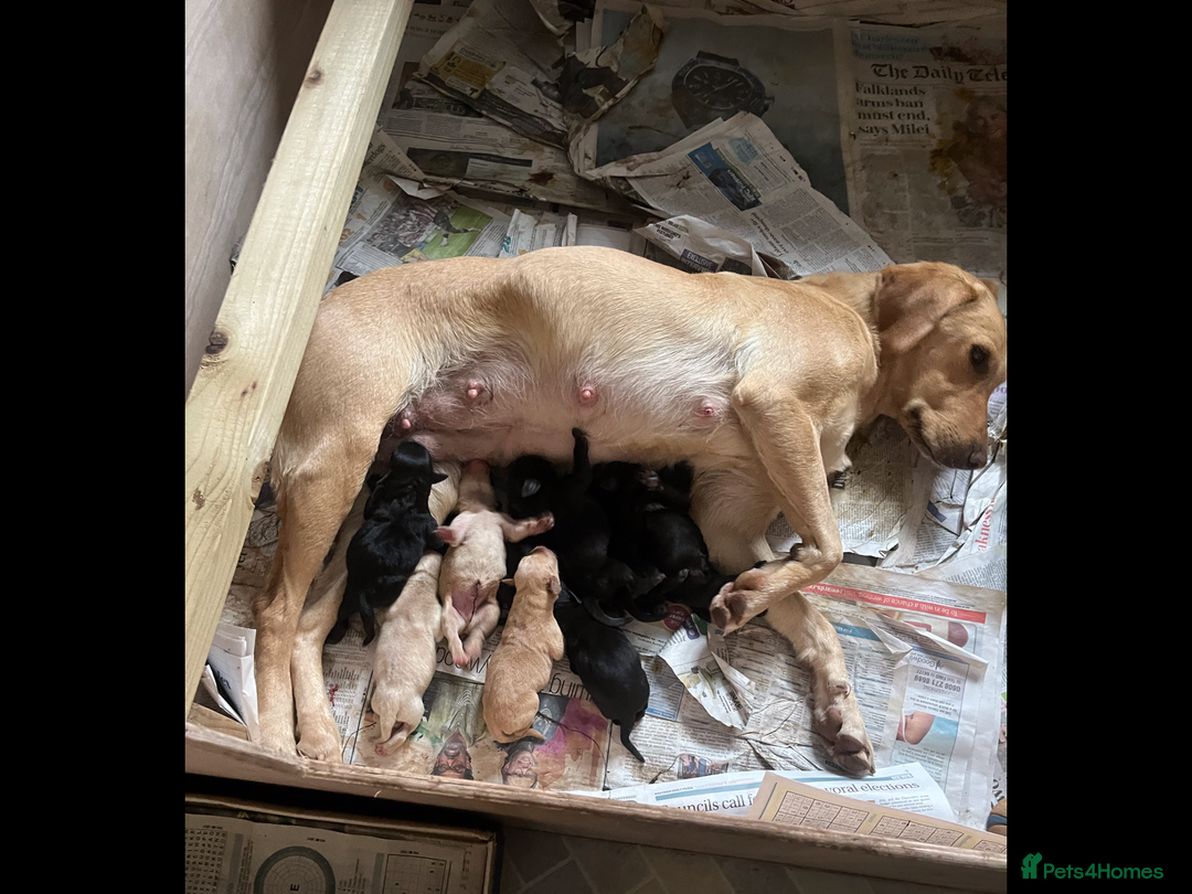 Labrador Retriever dogs for sale: Labrador Retriever Puppies  - Advert 8