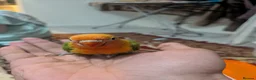 Lovebirds birds for sale: Hand Tamed Baby Love Birds🦜 in Ruislip - Advert 5