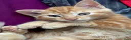 Domestic Shorthair cats for sale: Ginger boy & tortie girls waiting for new families - Advert 9