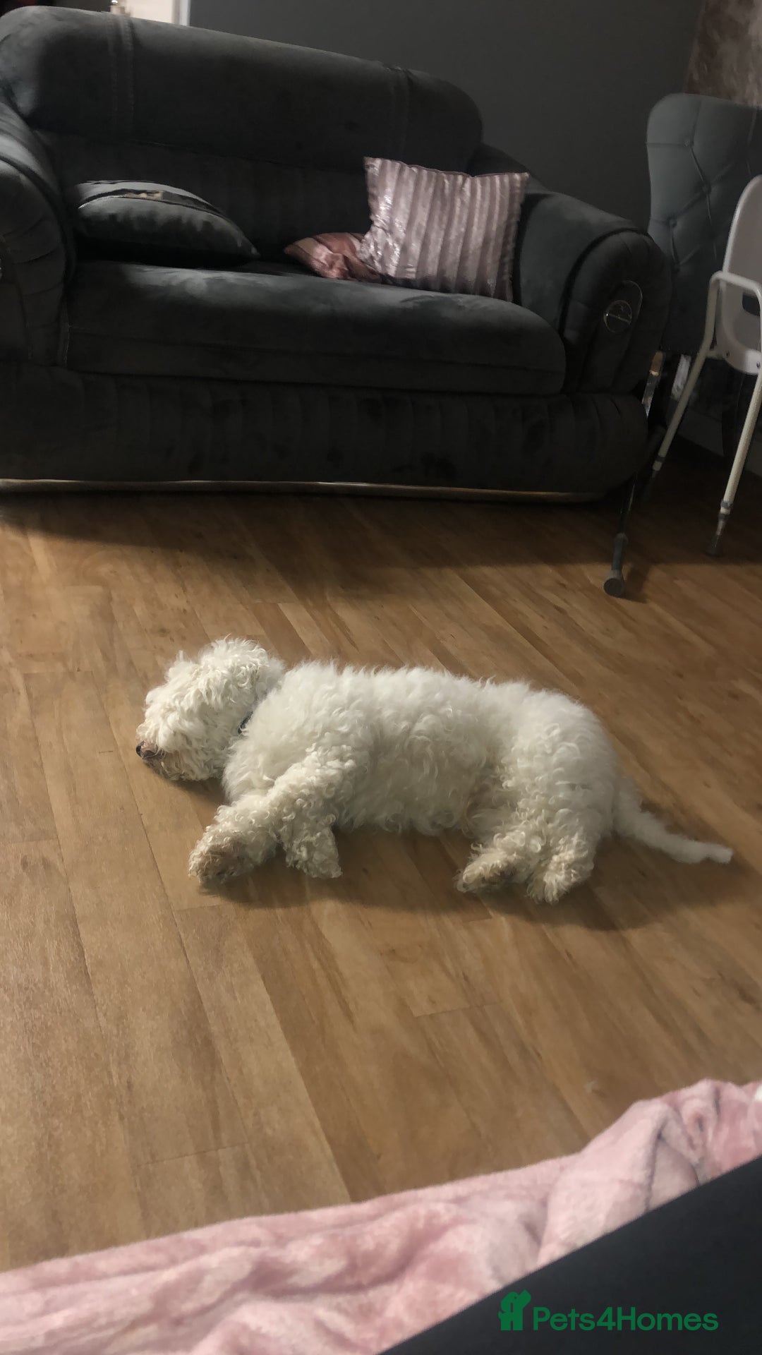 Bichon Frise dogs for sale: Bichon frise 4 year old male stud for sale - Image 6
