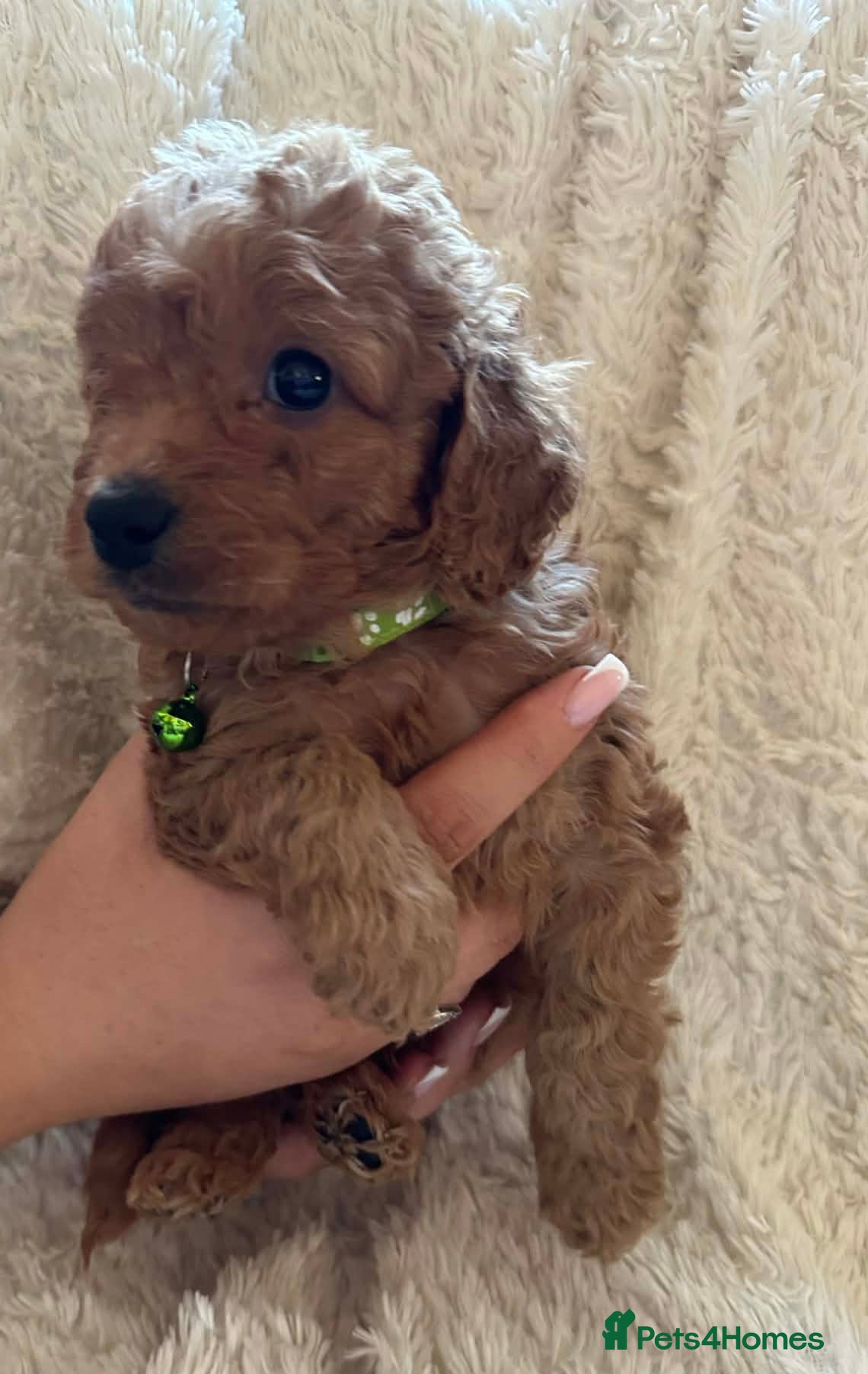 Cockapoo dogs Gorgeous F1b cockapoo puppies  - Advert 8