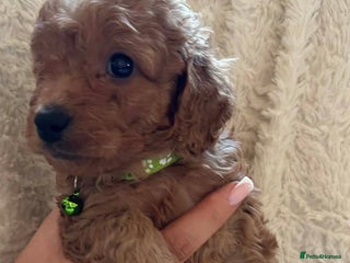 Cockapoo dogs Gorgeous F1b cockapoo puppies - Advert 5