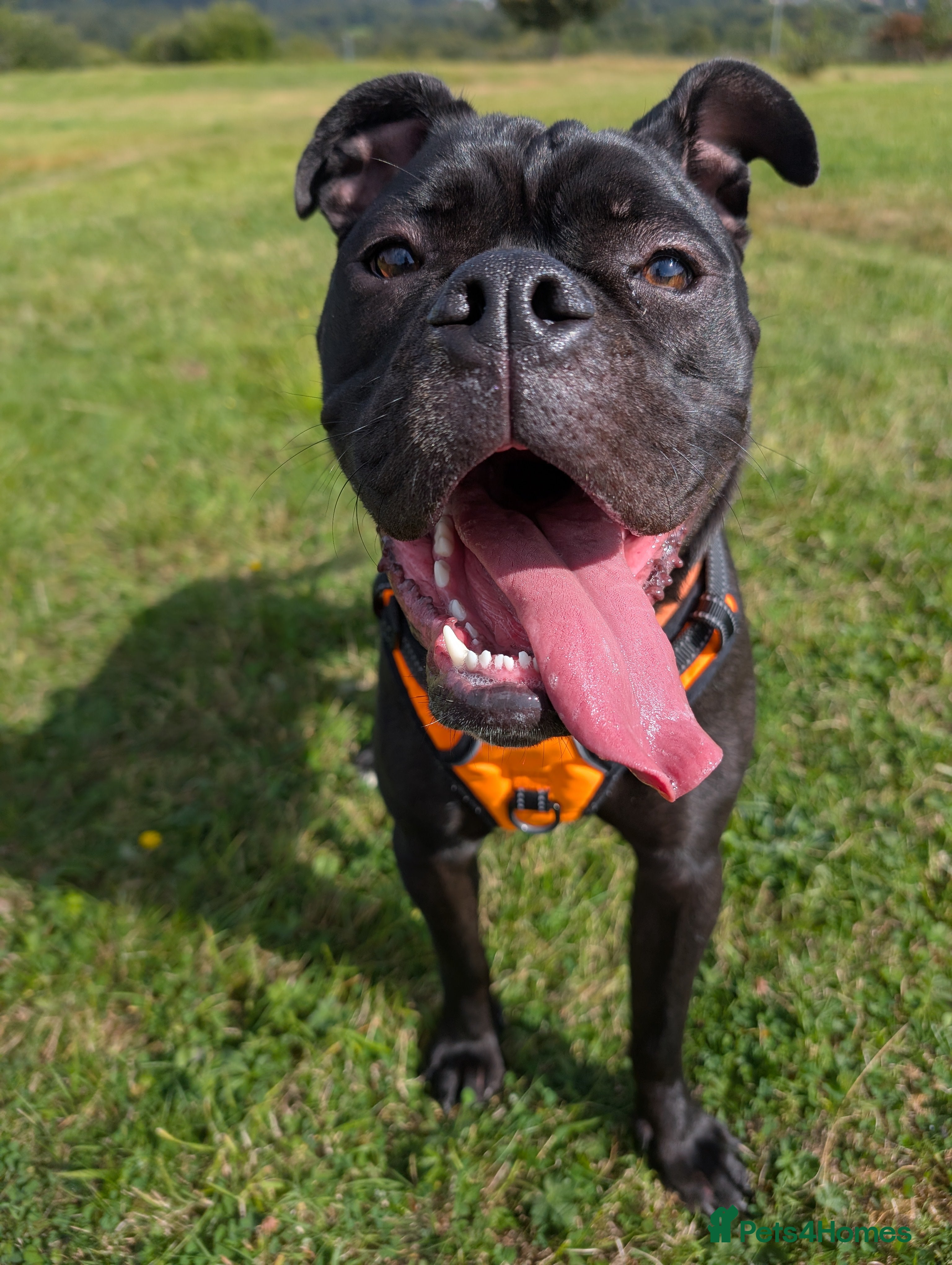 Old Tyme Bulldog dogs Female old tyme bulldog - Advert 3