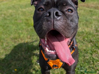 Old Tyme Bulldog dogs Female old tyme bulldog - Advert 1