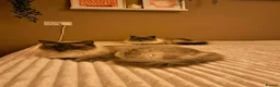 Ragdoll cats for sale: Ragdolls x2 Bonded Pair For Rehoming - Advert 3