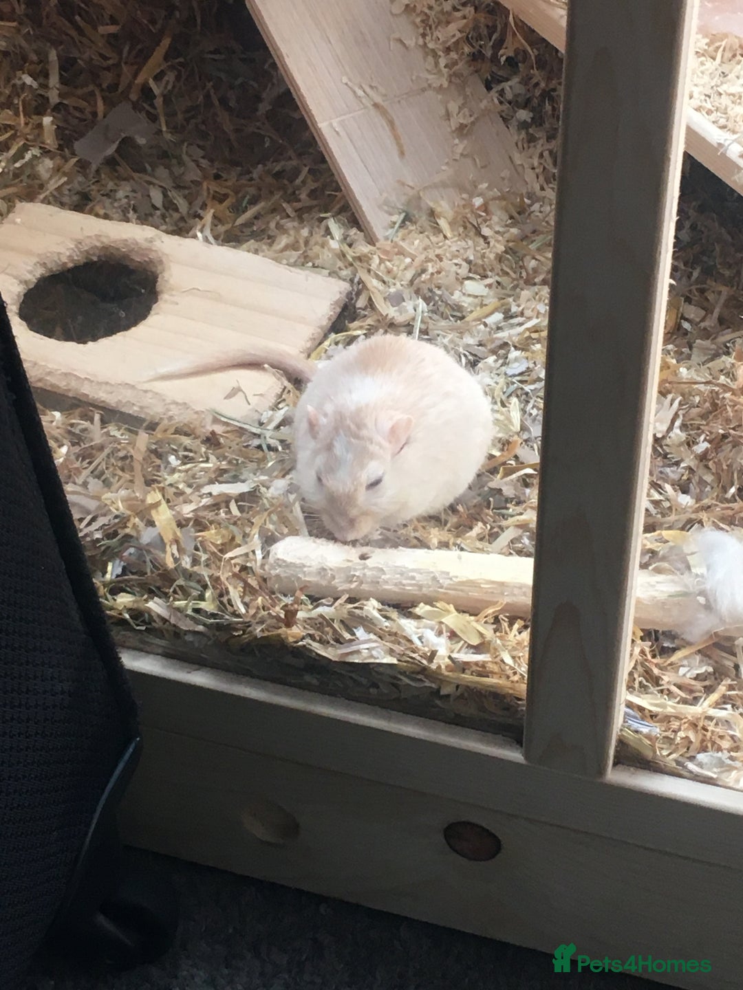 Gerbil rodents for sale: 2 Female Gerbils / With cage - Image 7