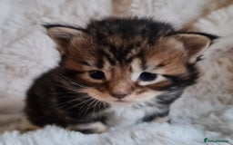 Maine Coon cats for sale: 100% Maine Coon Kittens DNA HEALTH TESTED PARENTS  - Image 17