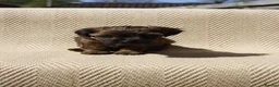 Mixed Breed dogs for sale: Havatoodle Pups - Advert 13
