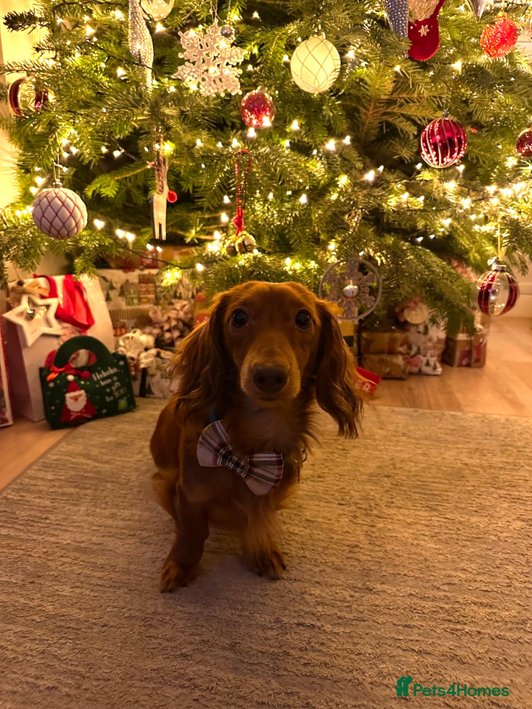 Dachshund dogs for stud: Miniature Red Long Haired Dachshund For Stud  - Image 13