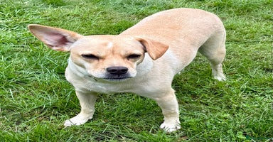 Jack Russell dogs - Advert 10