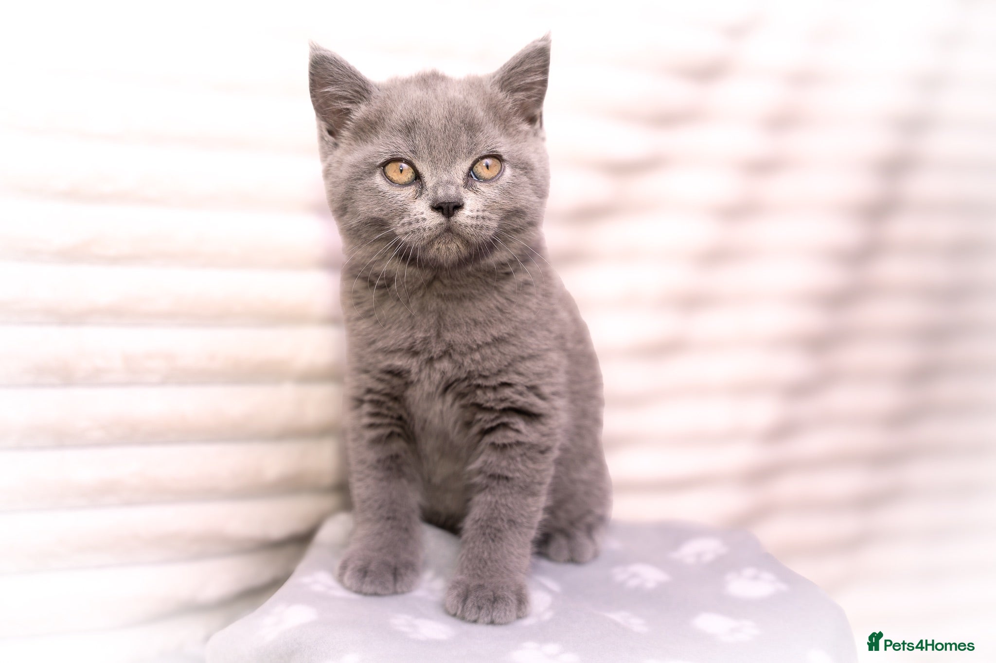 British Shorthair cats Blue British Shorthair Girl 💙 - Advert 1
