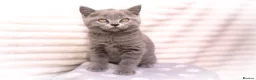 British Shorthair cats for sale: Blue British Shorthair Girl 💙 - Advert 1