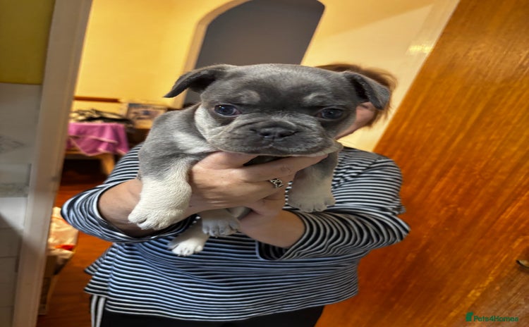 French Bulldog dogs - Advert 1