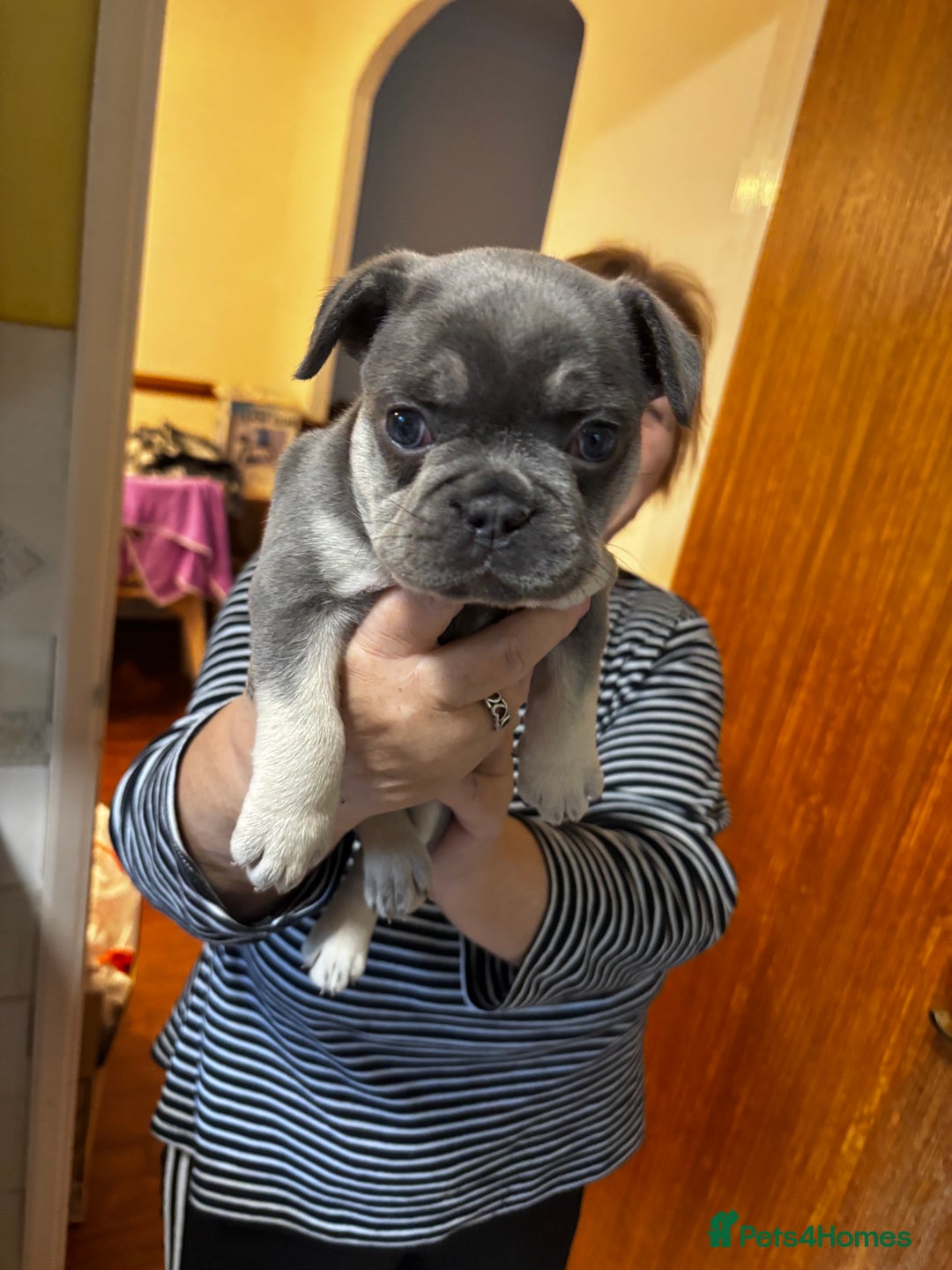 French Bulldog dogs for sale: Male French Bulldog - Image 1