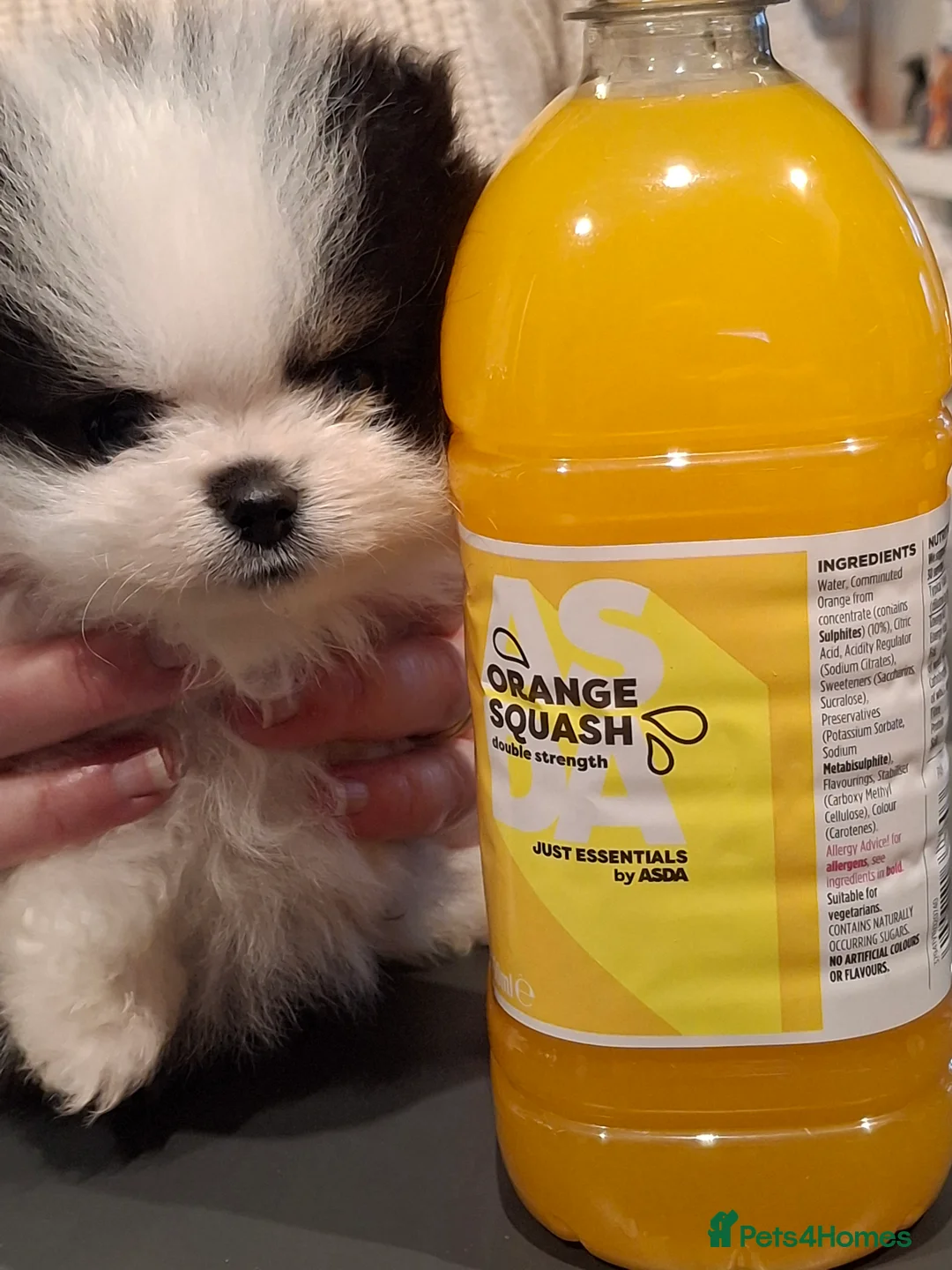 Pomeranian dogs for sale:  **  Pedigree  **  Girl Pomeranian in Port Talbot - Advert 7