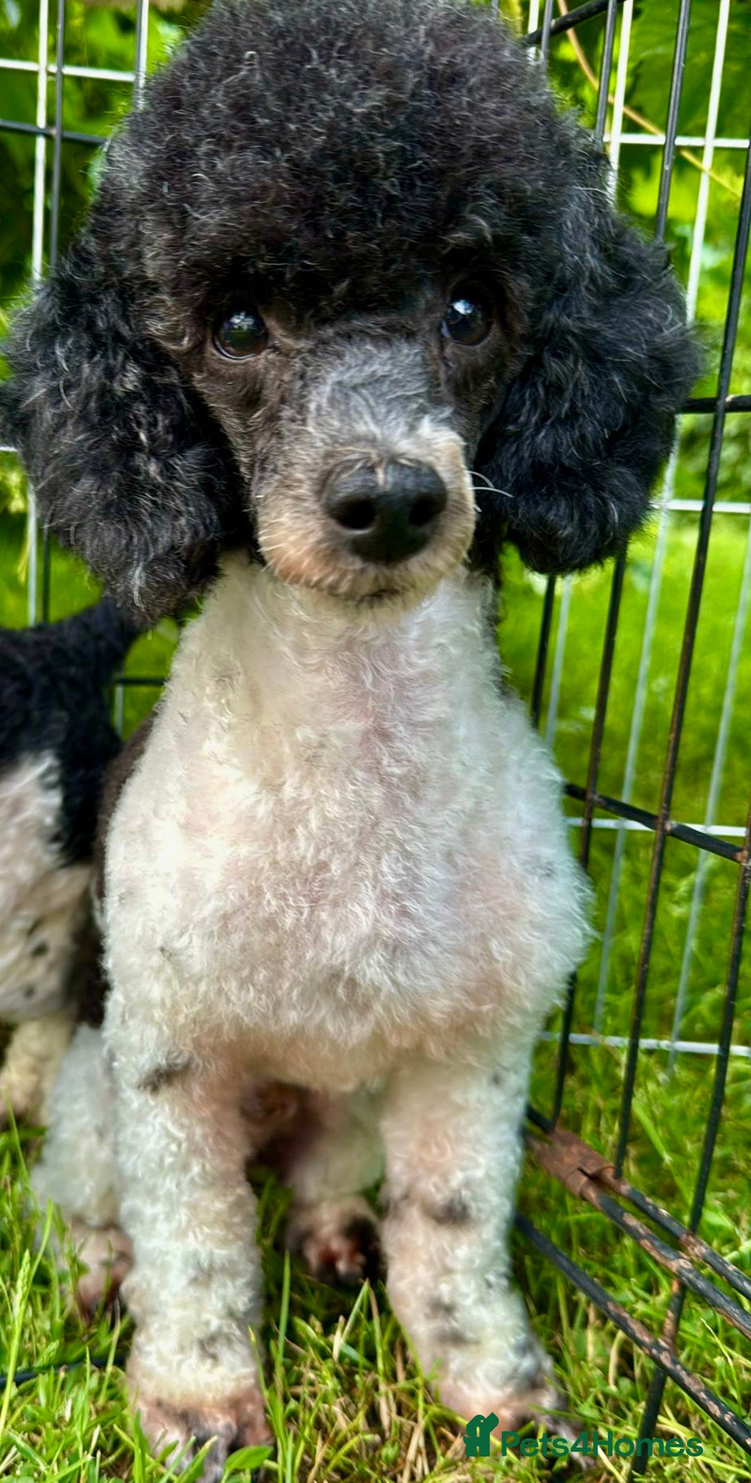Poodle dogs for adoption: Zorro and Oreo: Two Little Souls Abandoned to Die - Image 4