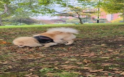 Pomeranian dogs for sale: Female Pomeranian ,Gorgeous pure - Image 10