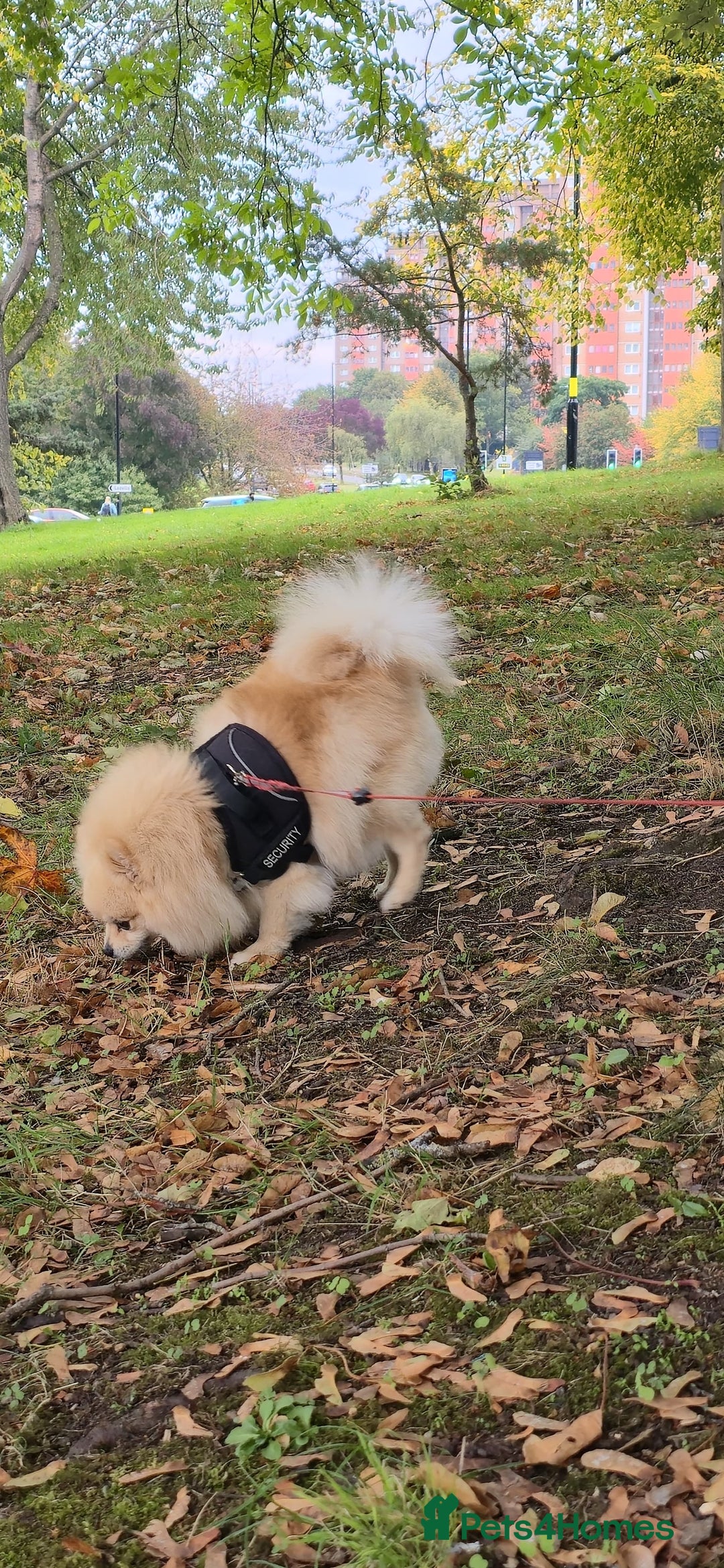 Pomeranian dogs for sale: Female Pomeranian ,Gorgeous pure - Image 10