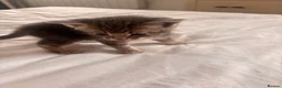 Mixed Breed cats for sale: Litter of 5 Kittens – Ready Soon  - Advert 13