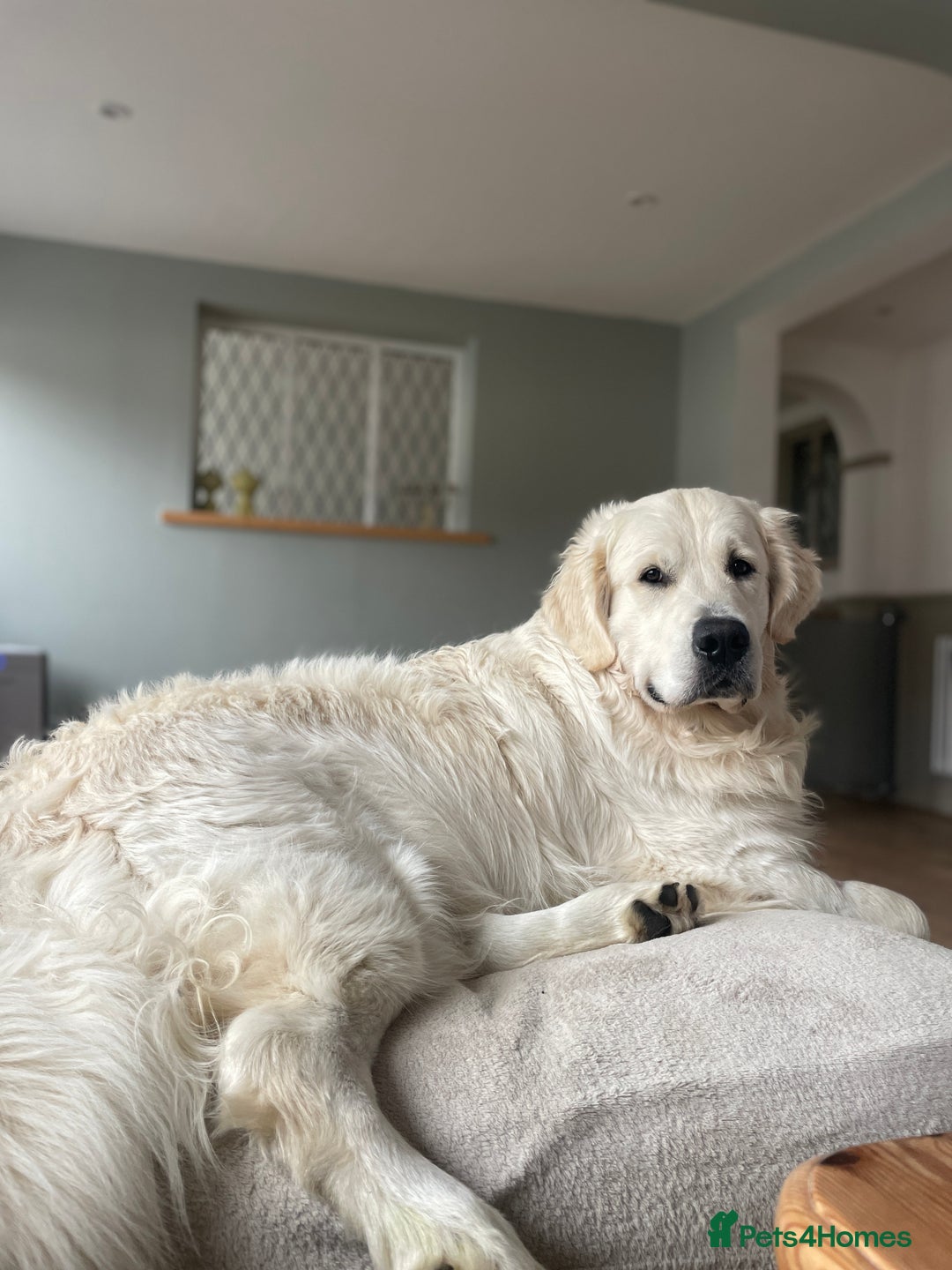 Golden Retriever dogs for stud: KC REGISTERED STUNNING STUD DOG in Beverley - Image 9