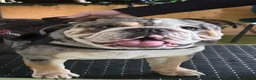 English Bulldog dogs for stud: Merle English bulldog for stud - Advert 4