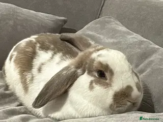 French Lop rabbits Benji bunny - Advert 2