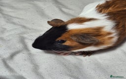 Guinea Pig rodents for sale: Guinea pigs x 2 - Image 2