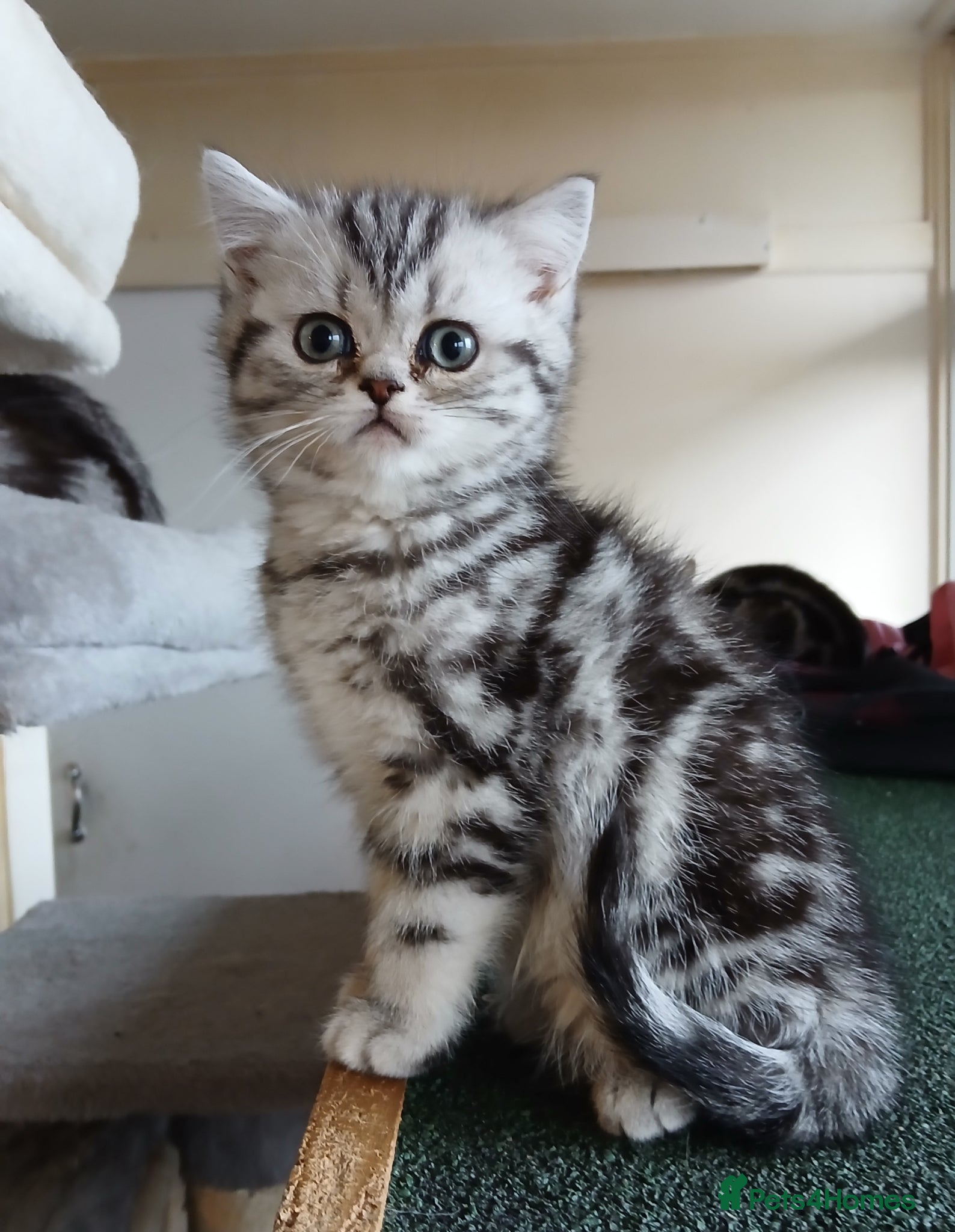 British Shorthair cats Bsh.Silver Classic  Tabby. GCCF. - Advert 6